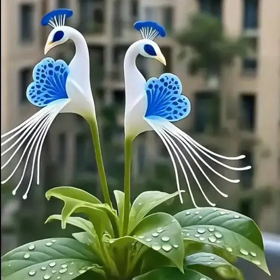 Peacock Flower Seeds