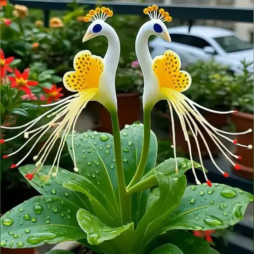 Peacock Flower Seeds