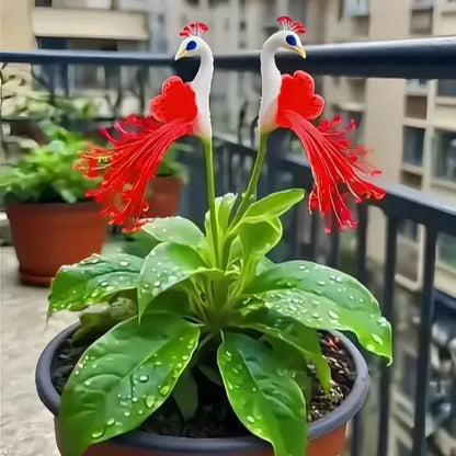 Peacock Flower Seeds