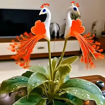 Peacock Flower Bulbs — Plant hope, watch splendor bloom!🌸🌸